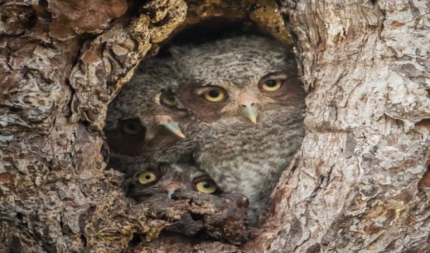 Owl be seeing you - PHOTO Owl be seeing you - PHOTO