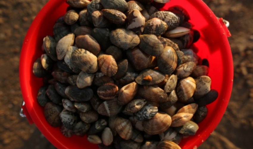 Bungling scientists kill world’s oldest creature