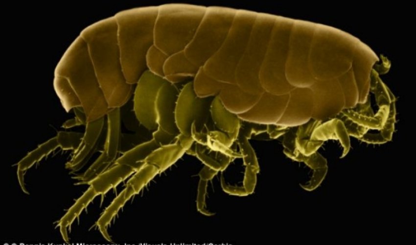 Researcher finds a flea living in her FOOT
