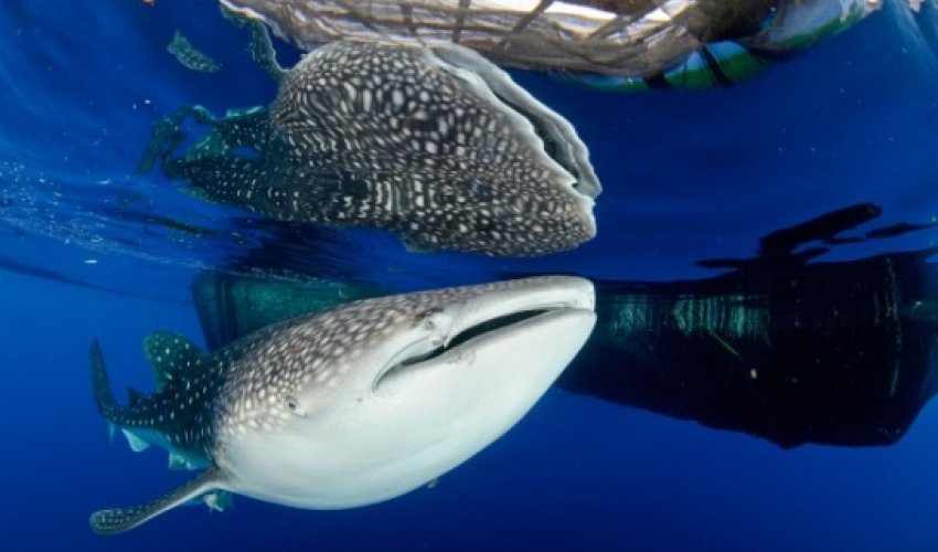 Text message saves trapped whale shark