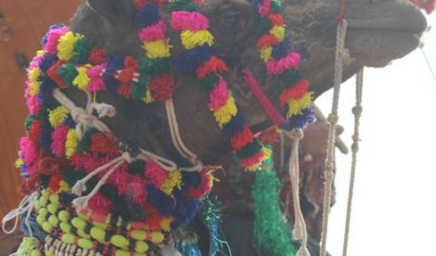 Indians bedeck camels in beads and jewelry to find the world's prettiest - PHOTO