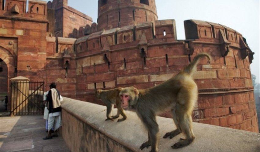 India's monkeys 'to be put on the pill' India's monkeys 'to be put on the pill'