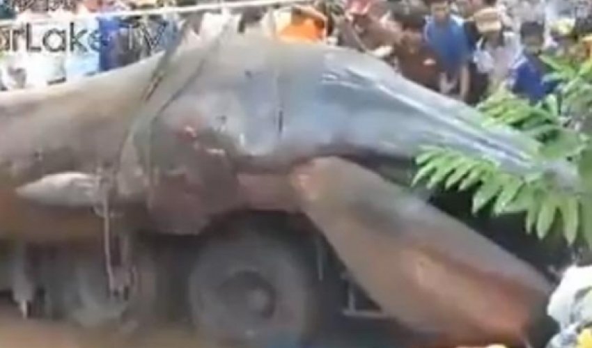 Strange sea-monster corpse found on coast of Vietnam - VIDEO Strange sea-monster corpse found on coast of Vietnam - VIDEO