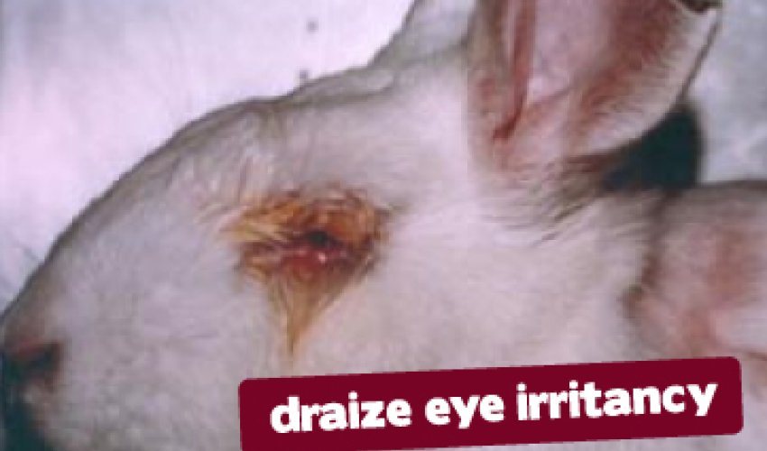 Cosmetic animal testing experiments pictures - PHOTO