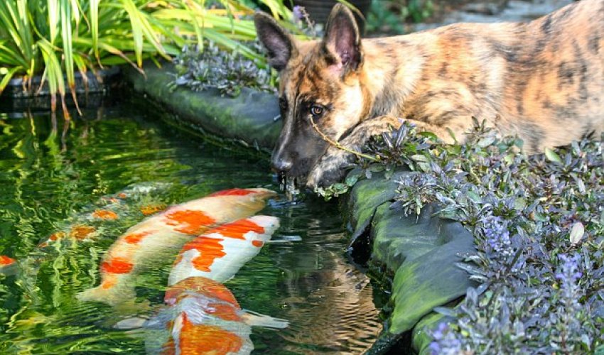 Dog sparks bizarre friendship with giant goldfish - PHOTO