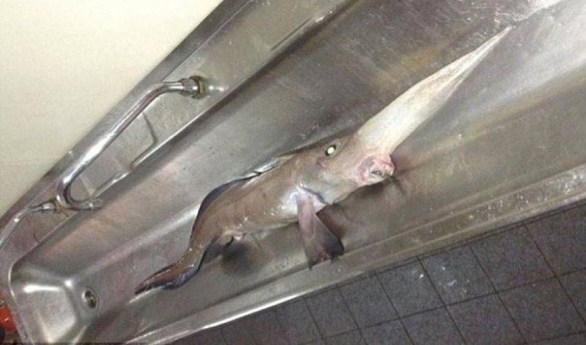 Long-nosed fish that lives 3,000ft below the ocean is caught PHOTO+VIDEO