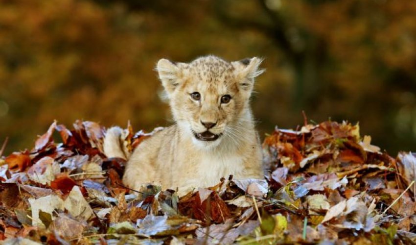 Adorable lion cub Karis loves playing with Autumn leaves - PHOTO