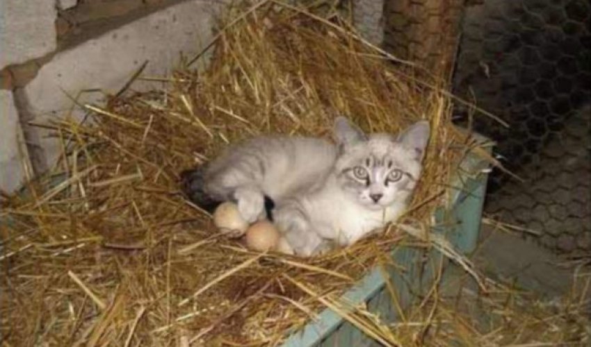 What are you doing there, cat? - PHOTO What are you doing there, cat? - PHOTO