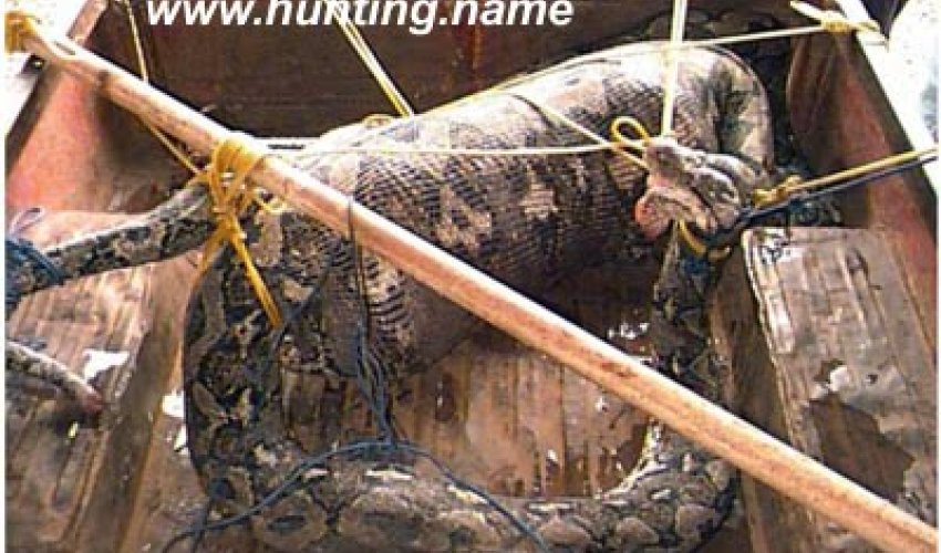 Snake eats pig alive - PHOTO+VIDEO