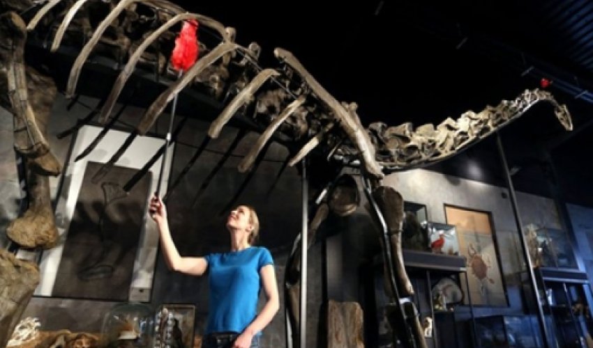 Diplodocus skeleton to be auctioned Diplodocus skeleton to be auctioned