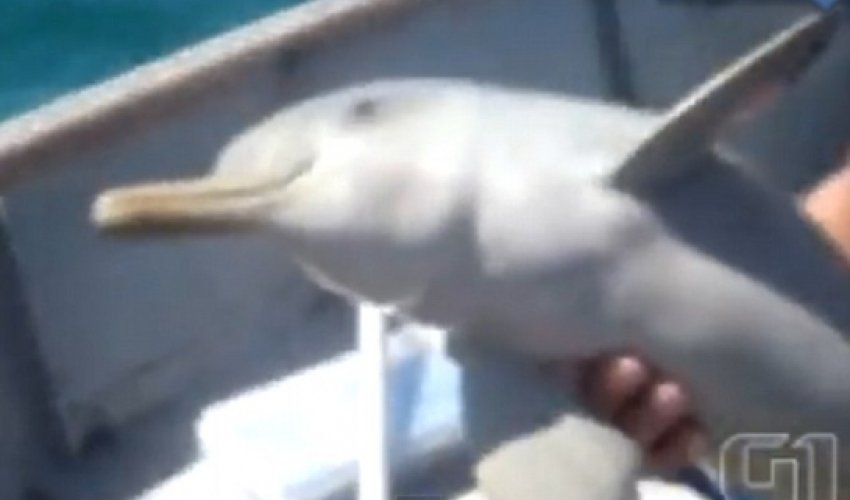 Baby dolphin leaps for joy after boaters free it from plastic bag - VIDEO Baby dolphin leaps for joy after boaters free it from plastic bag - VIDEO