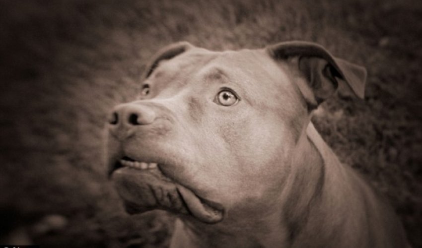 Pit bull bites off five-year-old boy's GENITALS Pit bull bites off five-year-old boy's GENITALS