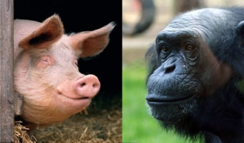 'Humans evolved after a female chimpanzee mated with a pig': American geneticist 'Humans evolved after a female chimpanzee mated with a pig': American geneticist