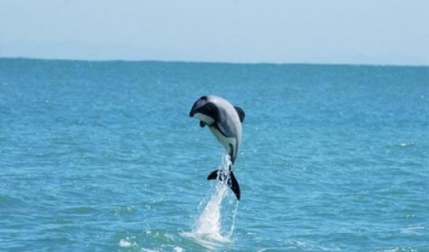 'Death sentence' for tiny dolphin 'Death sentence' for tiny dolphin