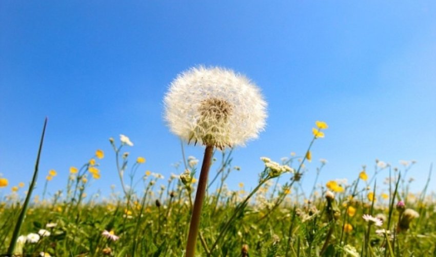 Young girl had a 'fully grown' dandelion inside her ear Young girl had a 'fully grown' dandelion inside her ear