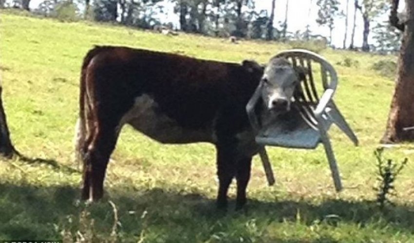 Cow to be rescued after getting its head stuck in a plastic garden chair Cow to be rescued after getting its head stuck in a plastic garden chair