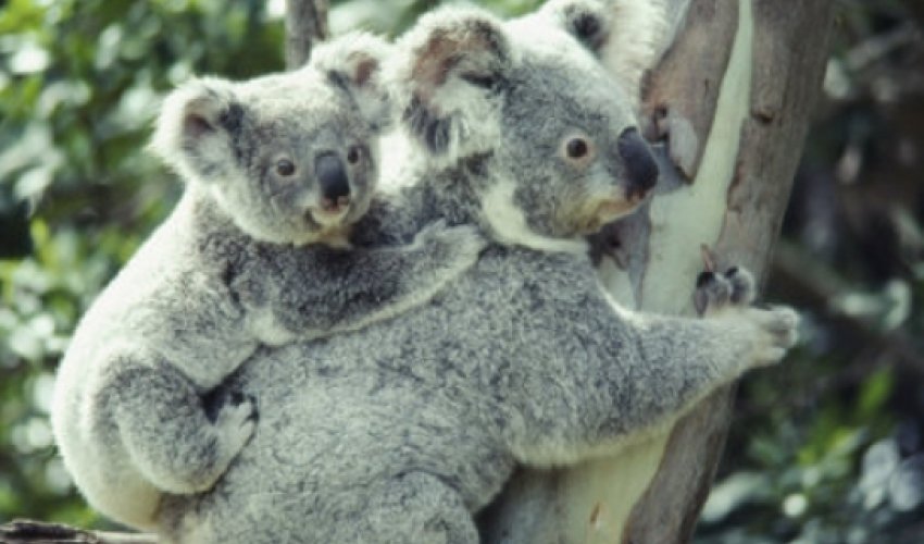 Koalas have unique voice organ - VIDEO Koalas have unique voice organ - VIDEO