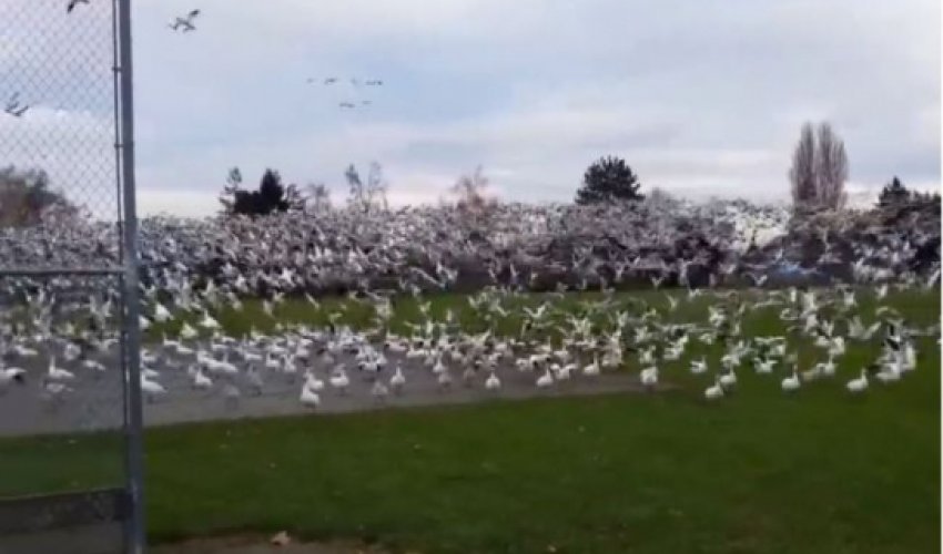 Hilarious reaction to huge flock of geese in flight Hilarious reaction to huge flock of geese in flight