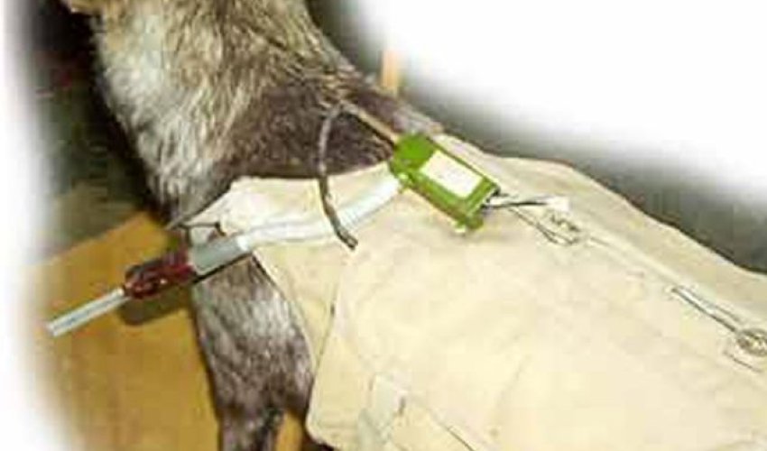 Stalin's kamikaze canines who were trained to blow themselves - PHOTO Stalin's kamikaze canines who were trained to blow themselves - PHOTO