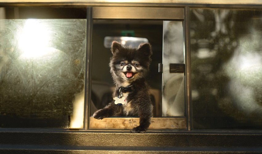 Delirious animals just love hanging their heads out of car windows - PHOTO Delirious animals just love hanging their heads out of car windows - PHOTO