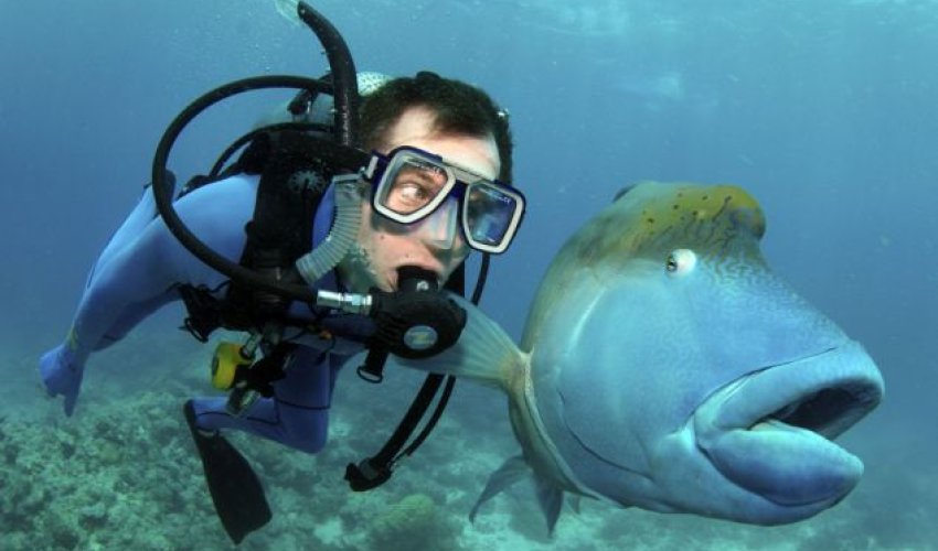 Blue humphead fish surprises first-time diver - PHOTO