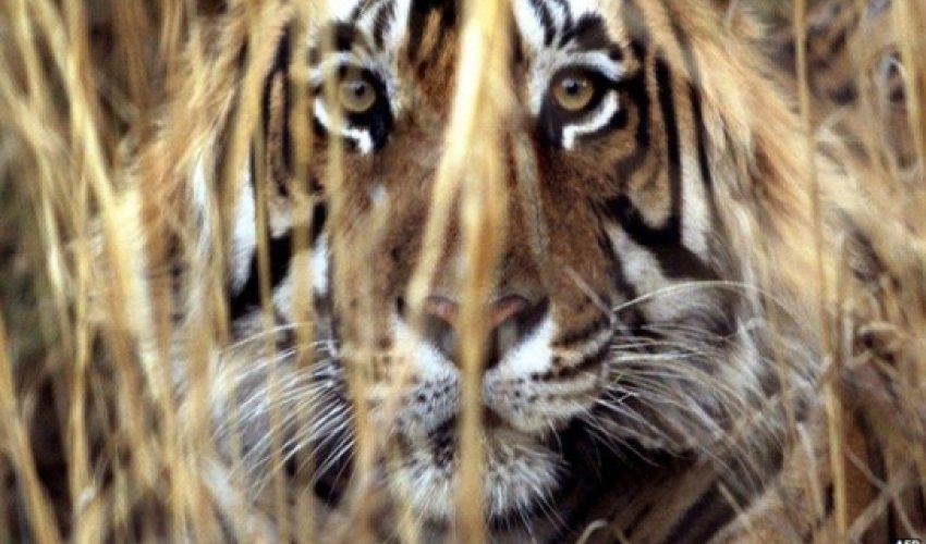 A 'man-eating' tiger has been captured in India A 'man-eating' tiger has been captured in India