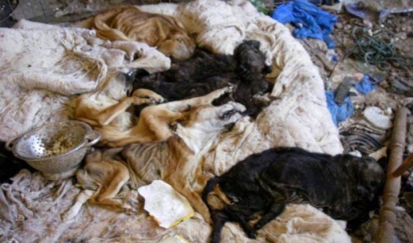 Family avoids jail for animal cruelty Family avoids jail for animal cruelty