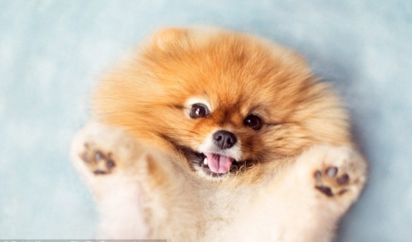 Is this the world's most photogenic pup? - PHOTO Is this the world's most photogenic pup? - PHOTO