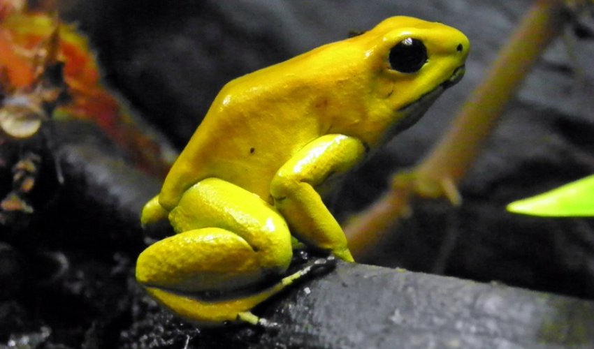 World's most deadliest animals - PHOTO