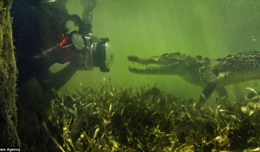 The moment crocodile sneaks up on an underwater photographer - PHOTO