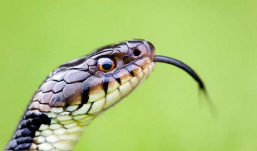 Man bitten on penis by hungry snake lurking in toilet Man bitten on penis by hungry snake lurking in toilet