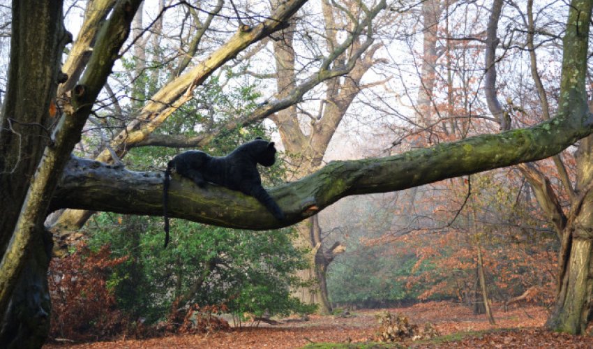 Big cat emerges in the London fog - PHOTO Big cat emerges in the London fog - PHOTO
