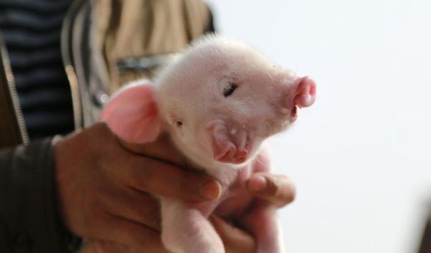 Piglet born with two mouths, two noses and three eyes - PHOTO