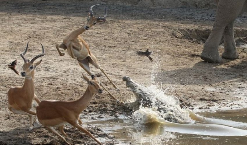 Impala cheats death by inches as it leaps away from crocodile’s jaws - PHOTO