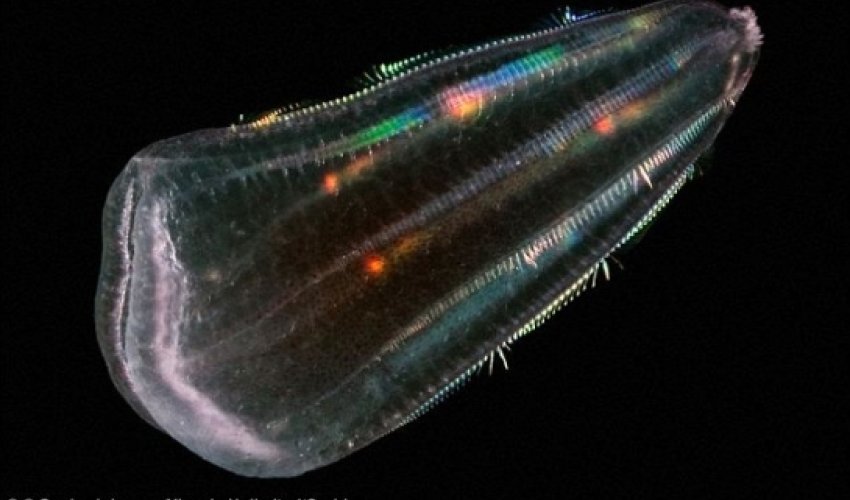 Did humans descend from jellyish? Did humans descend from jellyish?