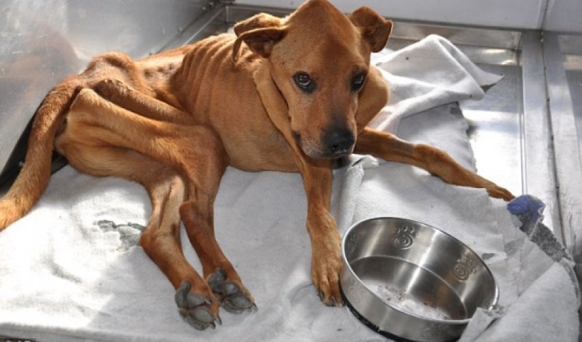 Rescue dog who weighed just 45 pounds