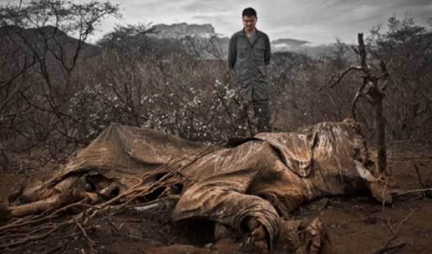 The year wildlife crime became an international security issue - PHOTO