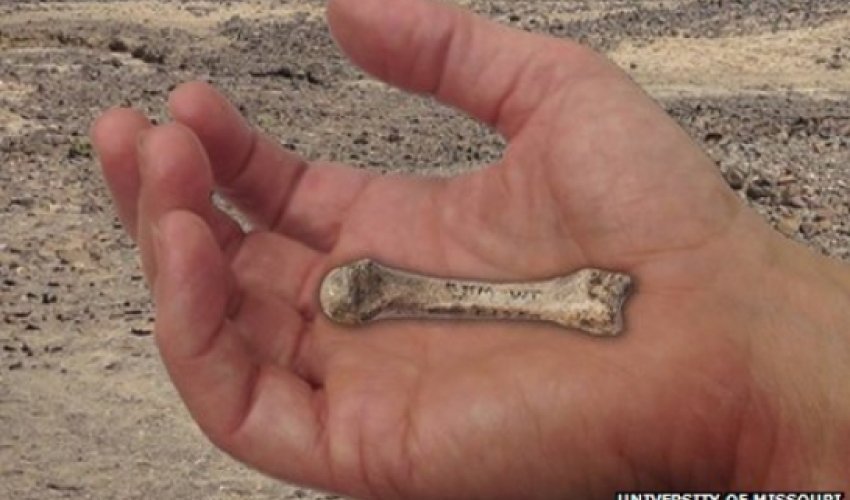 Old bone dates human hand evolution