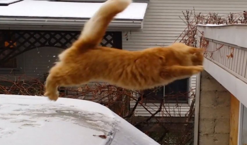 Waffles the cat tries to jump on to snowy roof - PHOTO Waffles the cat tries to jump on to snowy roof - PHOTO
