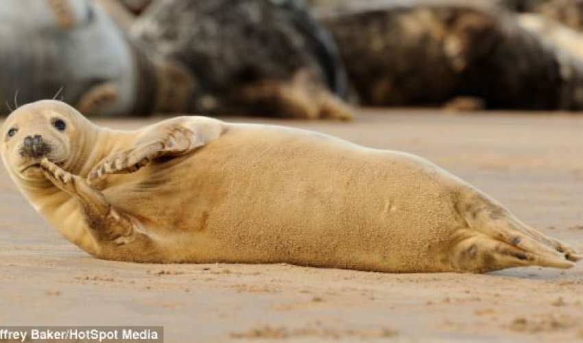 Sleepless in seal-attle - PHOTO