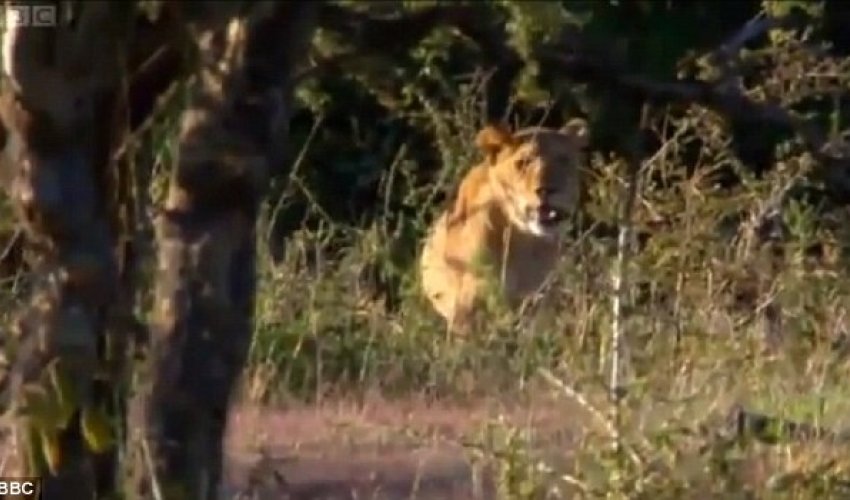 Men stealing meat from lions - PHOTO+VIDEO