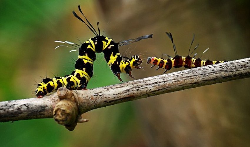 Creepy-crawlie tells rival, 'get off my branch' - PHOTO Creepy-crawlie tells rival, 'get off my branch' - PHOTO