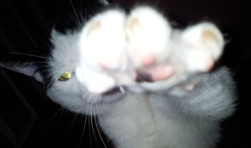 Attack of the 'feline ninja! - PHOTO Attack of the 'feline ninja! - PHOTO