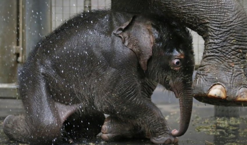 Baby elephant loves having a nice cool shower to deal with the heat - PHOTO Baby elephant loves having a nice cool shower to deal with the heat - PHOTO