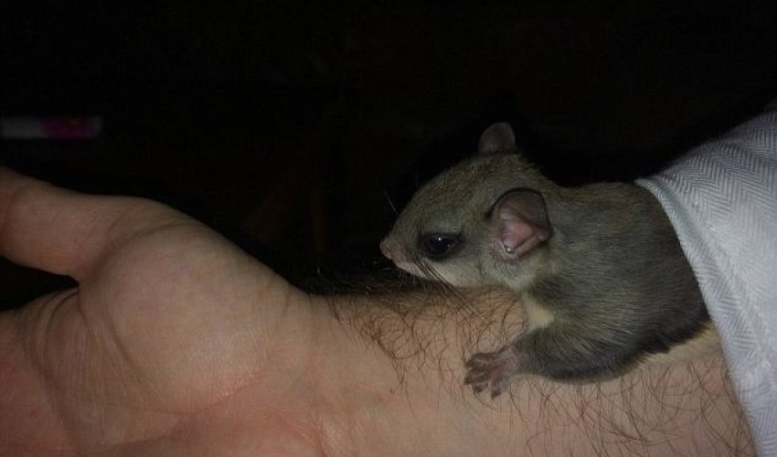 Man rescues an adorable rodent and nurses it into adulthood - PHOTO