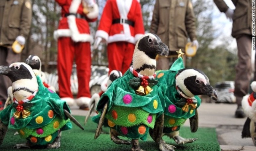 Adorable South Korean Christmas penguin march - PHOTO Adorable South Korean Christmas penguin march - PHOTO