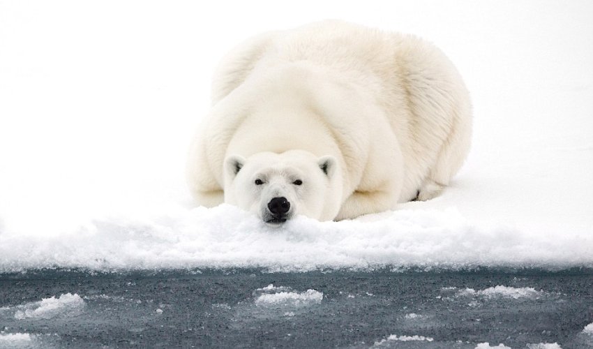 Polar bear in the Arctic is captured on an endless sea of icebergs - PHOTO Polar bear in the Arctic is captured on an endless sea of icebergs - PHOTO