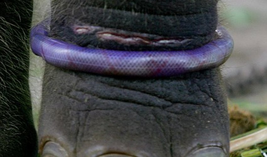 World's cruellest zoo - PHOTO World's cruellest zoo - PHOTO