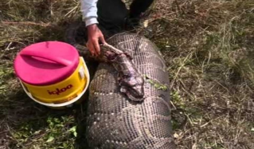 Python kills Bali security guard outside five-star hotel Python kills Bali security guard outside five-star hotel