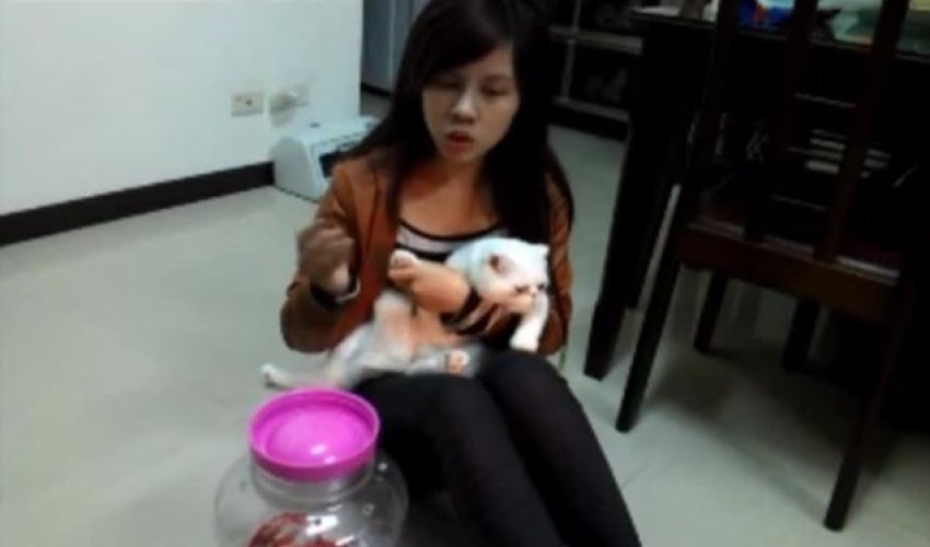 Student stuffed her pet cat into glass jar as 'punishment for misbehaving' - PHOTO+VIDEO Student stuffed her pet cat into glass jar as 'punishment for misbehaving' - PHOTO+VIDEO